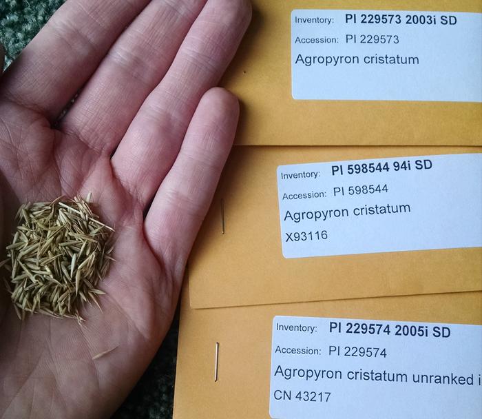 seeds for perennial einkorn