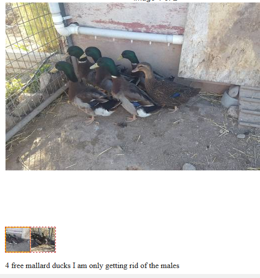 [Thumbnail for 4-free-mallards.PNG]