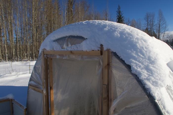 So far, the cattle panel greenhouse is working well as a winter chicken housing solution