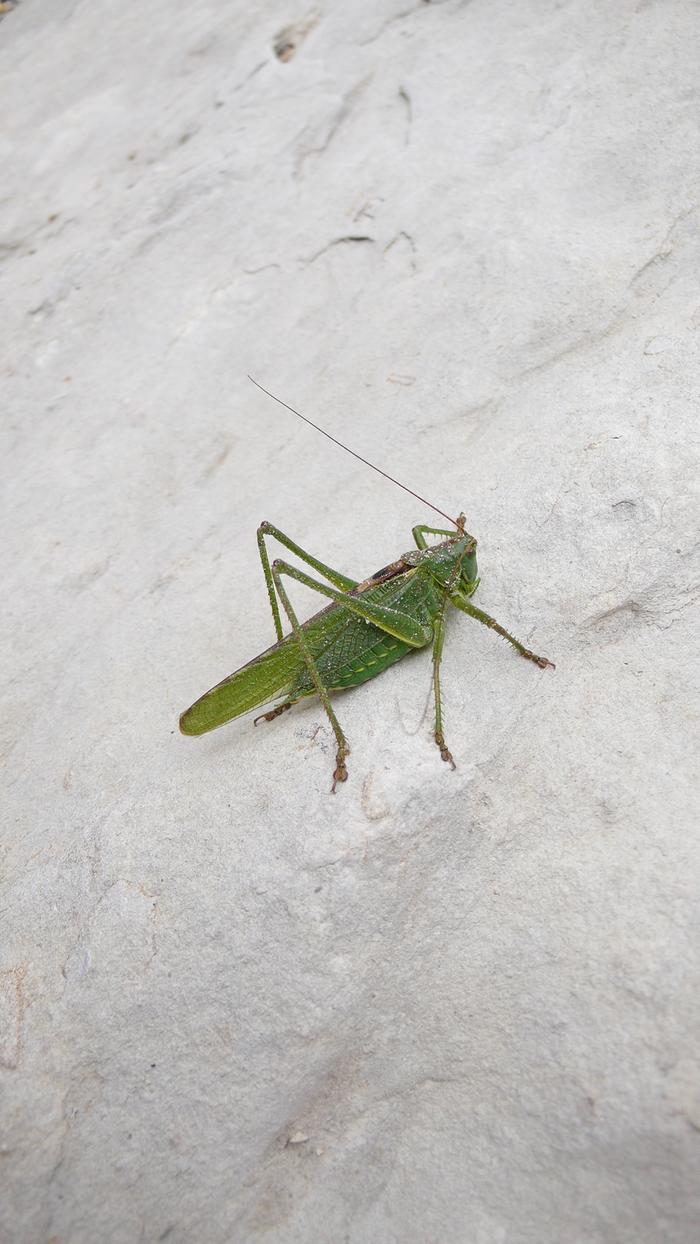 [Thumbnail for bush-cricket2.JPG]