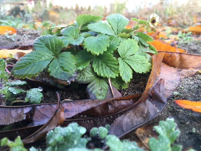 [Thumbnail for strawberry1.jpg]