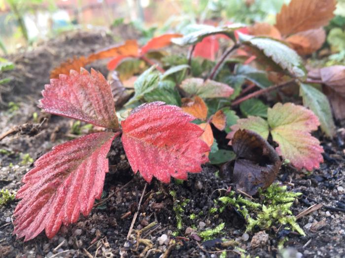 [Thumbnail for strawberry2.jpg]