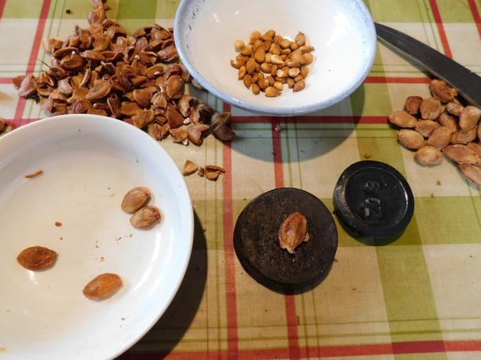 Cracking plum stones extracting kernels