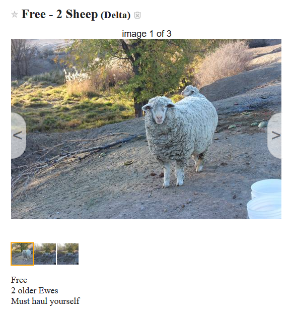 [Thumbnail for 2-Free-sheep.PNG]