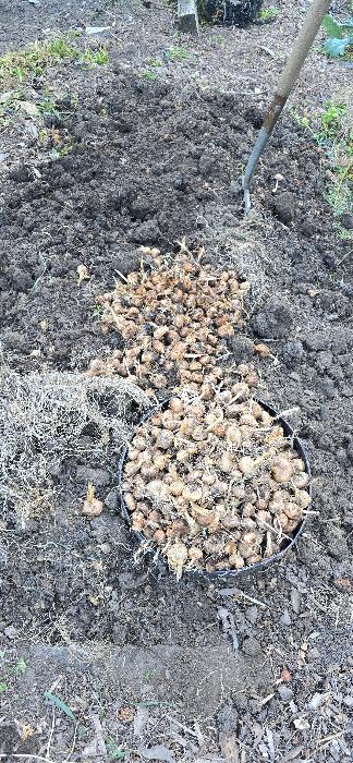 Digging up an overcrowded saffron bed