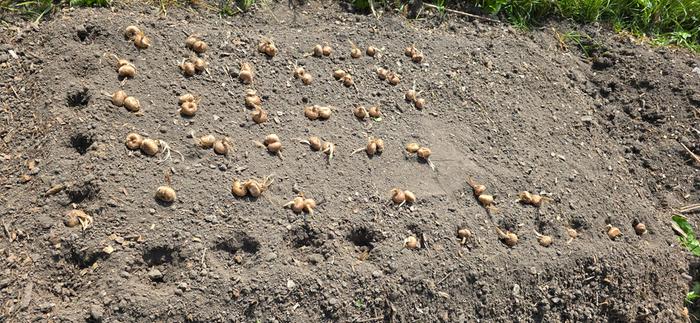 Replanting the largest saffron corms