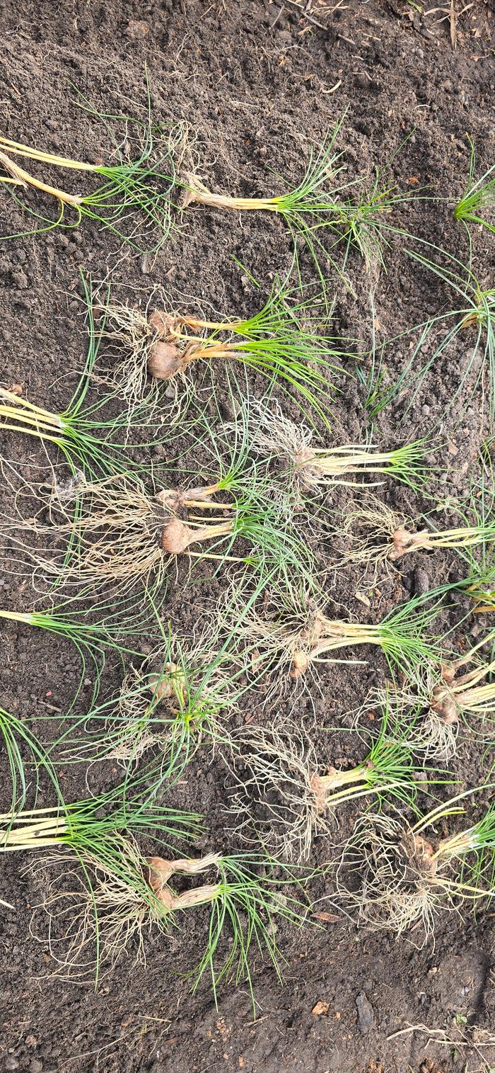 Each clump was one large corm 18m ago