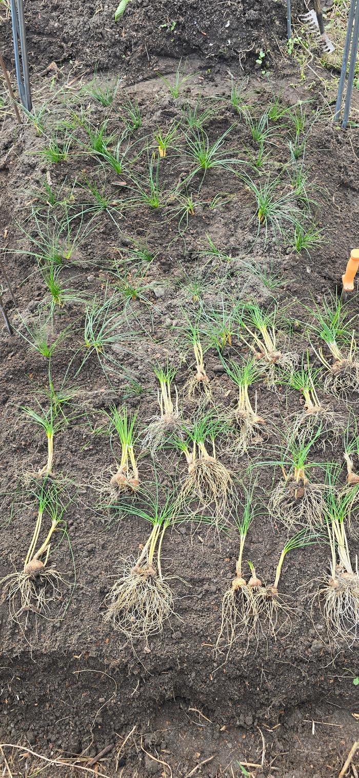 Digging up and replanting saffron bed