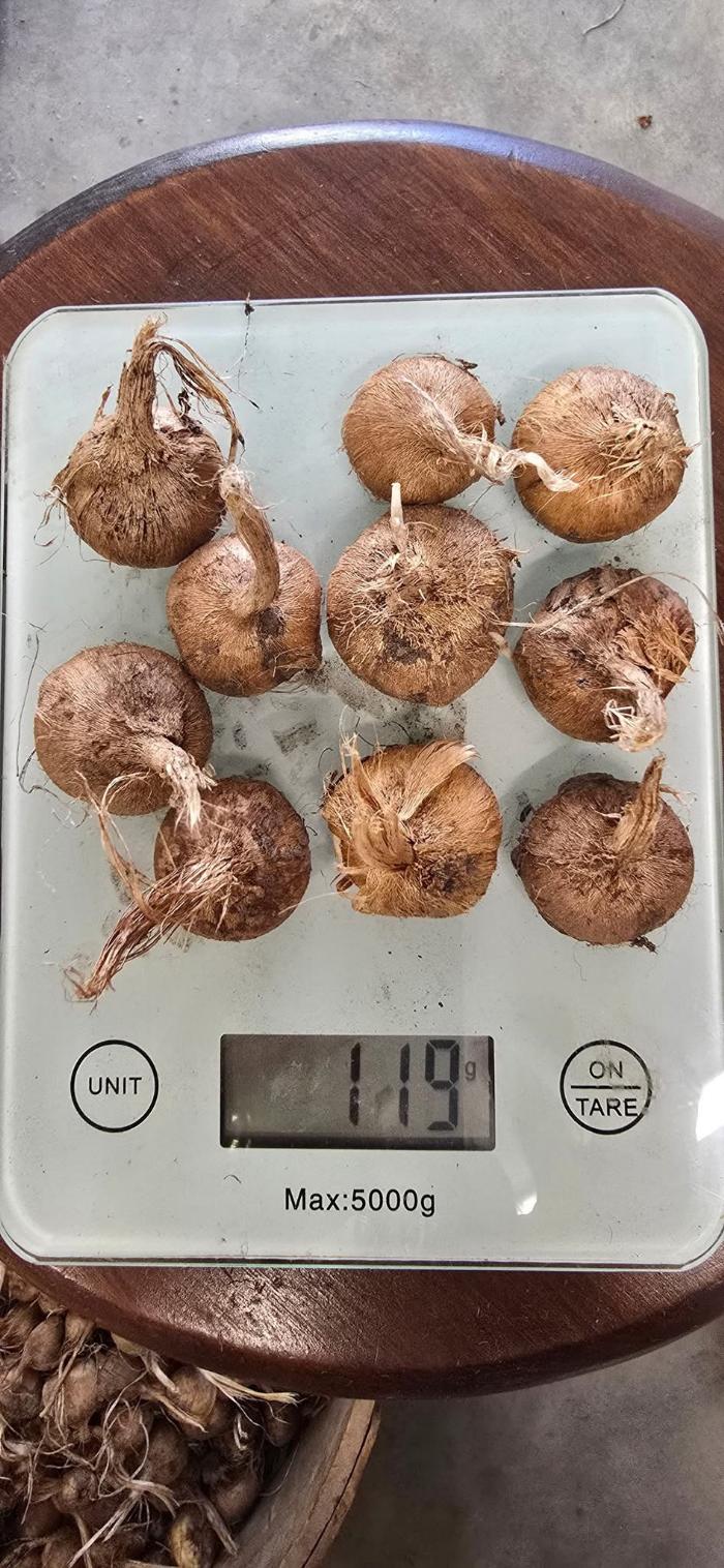 Saffron corms average weight 10g each