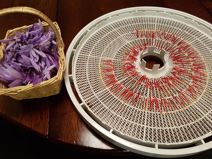 drying fresh saffron spice