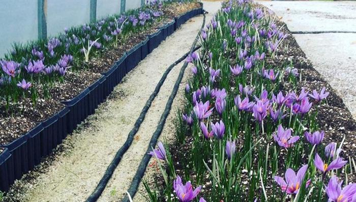 Growing saffron crocuses in plastic tubs in Vermont