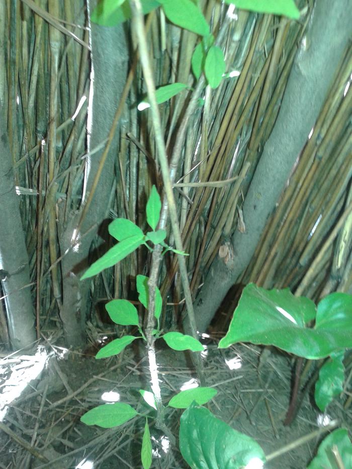 Munyii, bird plum