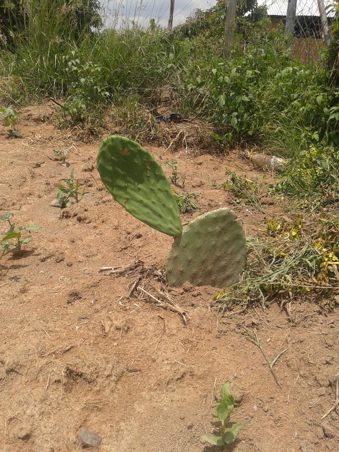 prickly pear