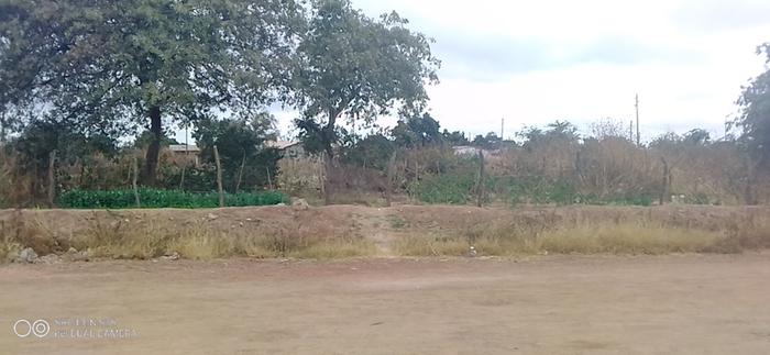 current view of the garden from across the road 