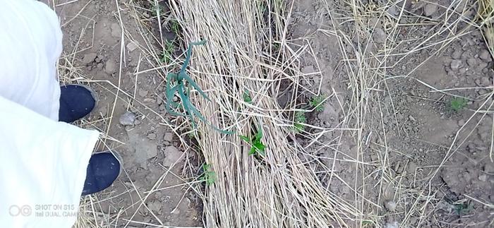 tiny plants within the tomato beds