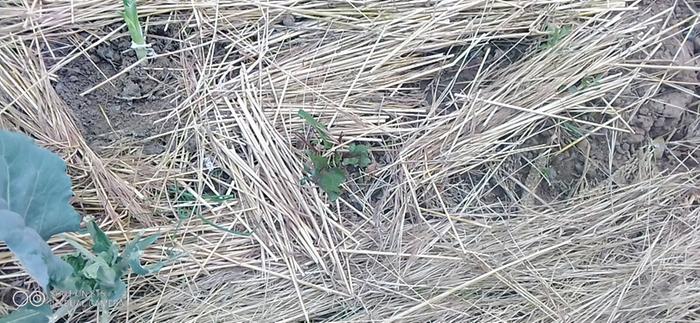 cabbage and beetroot leaves eaten by pests