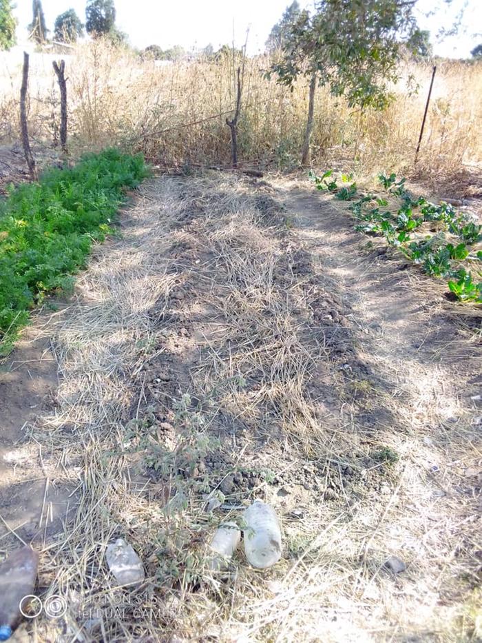 harvested peas from this bed 