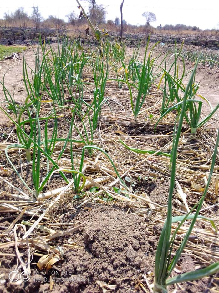 3 months old king onion with stunted growth