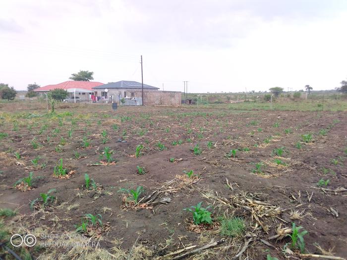 most of the planted seeds germinated