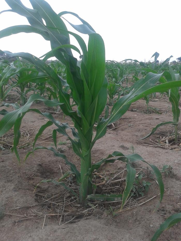 tallest maize