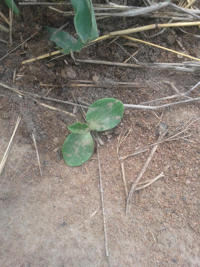 emerged pumpkin plant