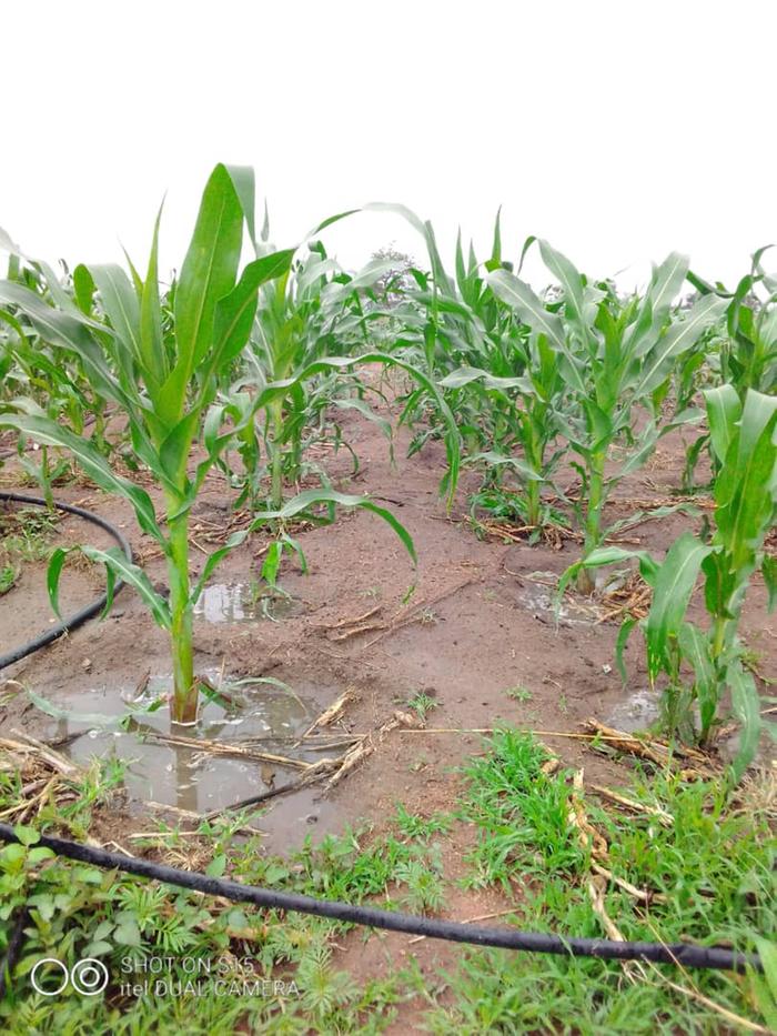 emptying water from tanks into the fields