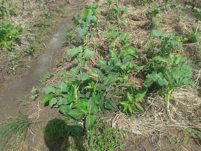 beautiful cow peas plant as promising live mulch