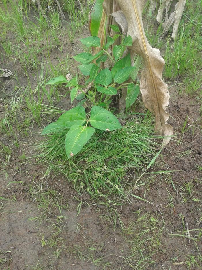 piling weeds on cow peas plants