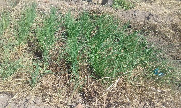 onion seedlings