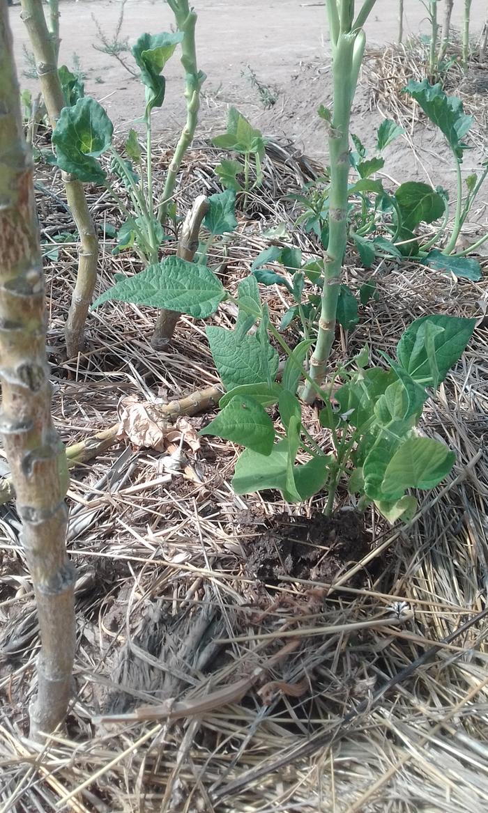 bean with cow manure