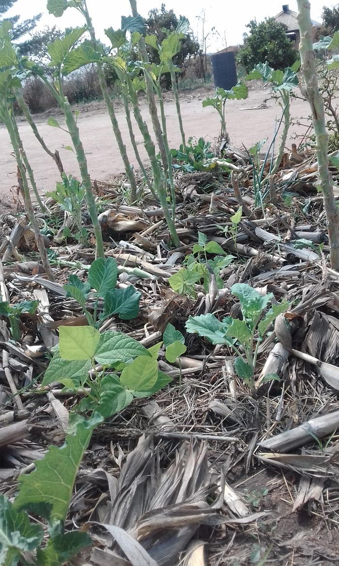 beans with chicken manure