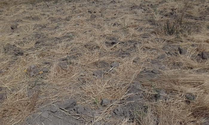 holes filled with grass