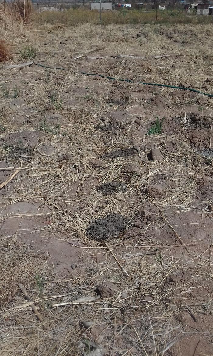 topping with compost