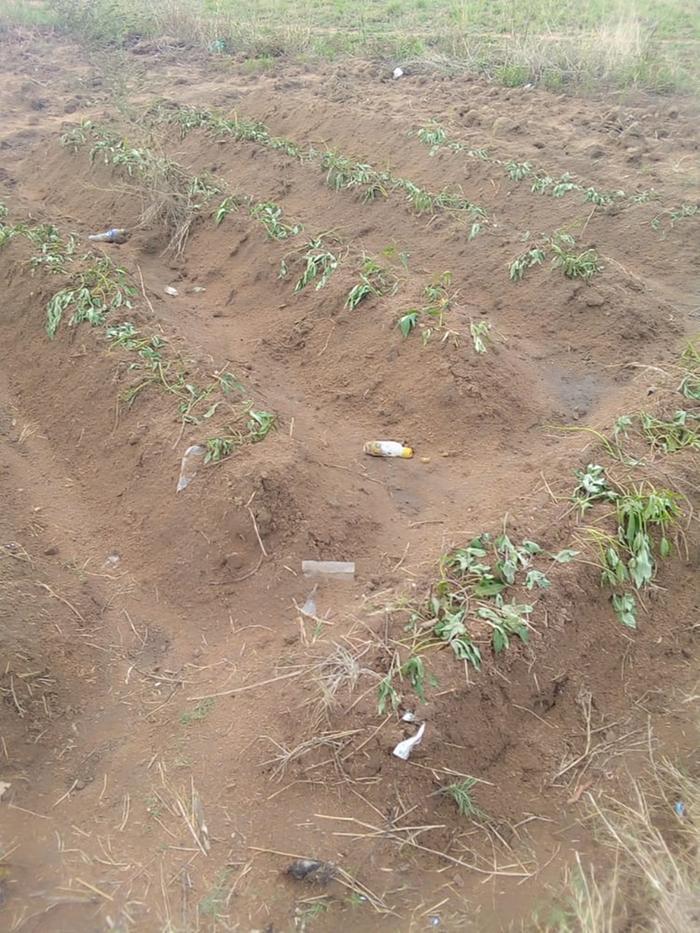 newly planted sweet potato zimbabwe