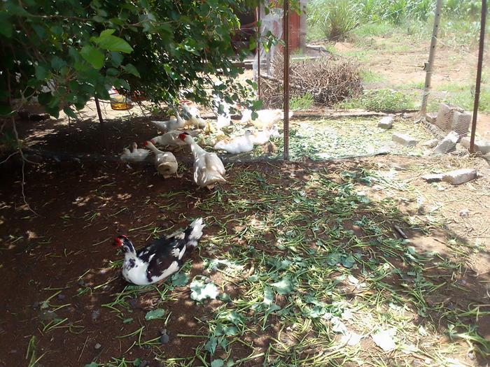 ducks-in-shade