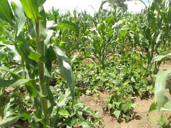 tassels-developing-on-corn-polyculture