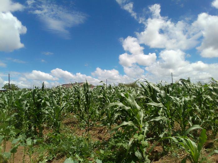 tassels-developing-on-corn-polyculture