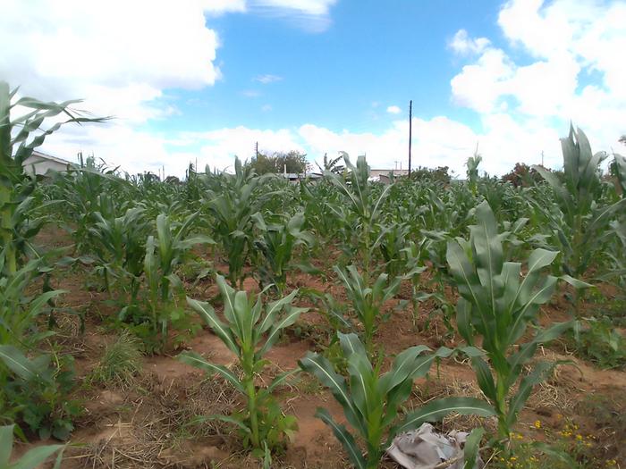 tassels-developing-on-corn-polyculture