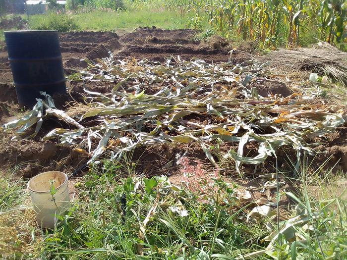 Maize stalks on ridges