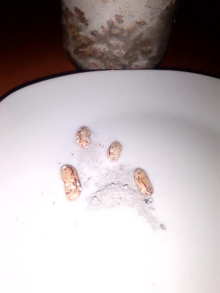 Holes in the bean seed