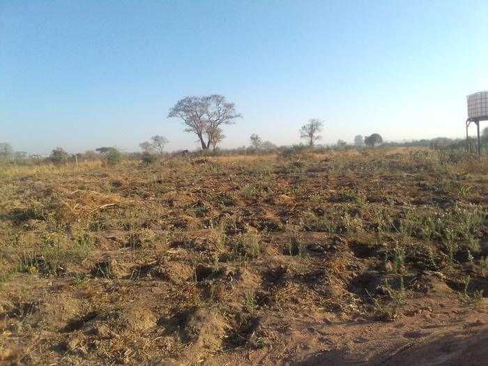 maize planting in zai pits