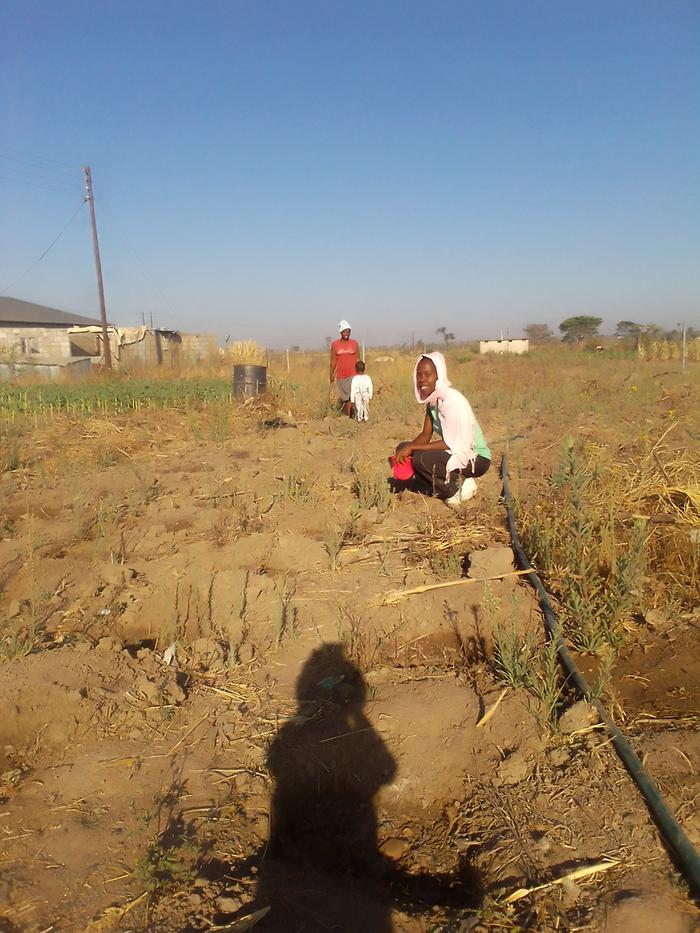 planting maize zimbabwe