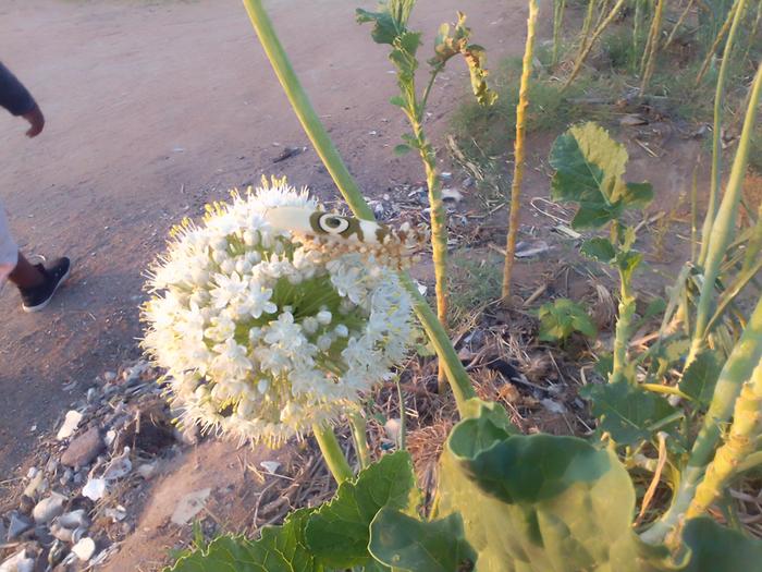 variegated praying mantis on onion flower