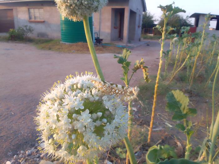 variegated praying mantis on onion flower