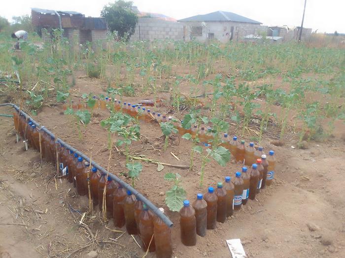 put maize stalks at base of raised bed with bottle edges