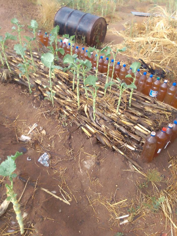 put maize stalks at base of raised bed with bottle edges