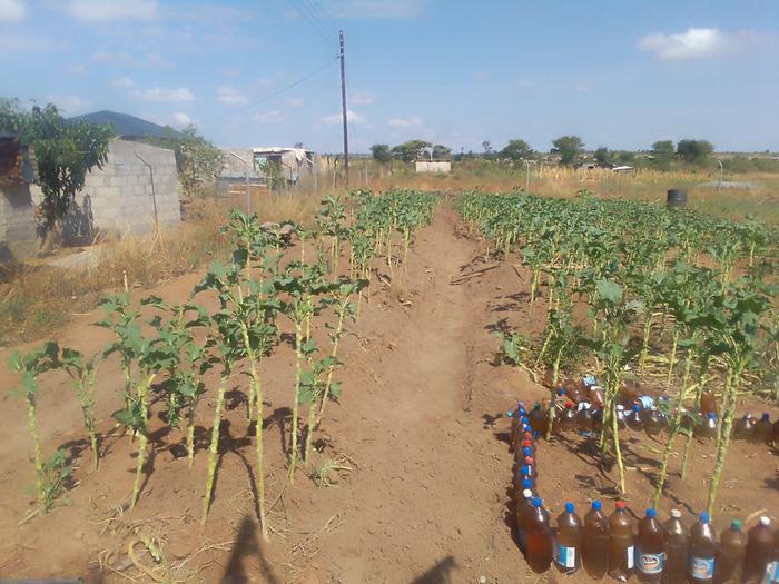 creating raised vegetable beds with bottle edges