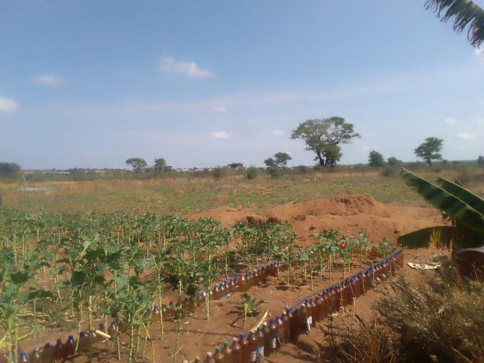 reating raised vegetable beds with bottle edges