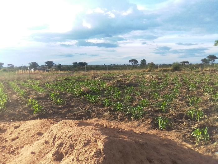 maize growing in zai pits Zimbabwe