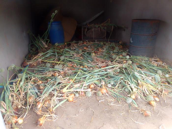 flowering onion harvest